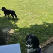 Four Paws Dog Willow being a Super 🌟 …