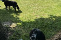 Four Paws Dog Willow being a Super 🌟 …