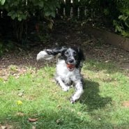 Four Paws Dorset Dog Willow having fun …