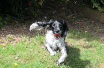 Four Paws Dorset Dog Willow having fun …