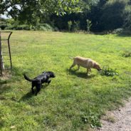 Four Paws Dorset Dog Walk today with Holly and Bella below Castle Hill, Shaftesbury