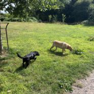 Four Paws Dorset Dog Walk today with Holly and Bella below Castle Hill, Shaftesbury