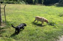 Four Paws Dorset Dog Walk today with Holly and Bella below Castle Hill, Shaftesbury