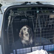 Four Paws Dorset Dog Willow – out in the car today …