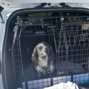Four Paws Dorset Dog Willow – out in the car today …