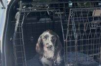 Four Paws Dorset Dog Willow – out in the car today …
