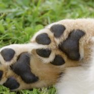 Four Paws Dorset Dog Advice for today – Cut’s on my a dogs paw