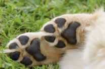 Four Paws Dorset Dog Advice for today – Cut’s on my a dogs paw