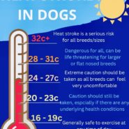 Four Paws Dorset Dog Tip for Today – HEAT STROKE IN DOGS …