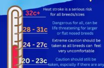 Four Paws Dorset Dog Tip for Today – HEAT STROKE IN DOGS …