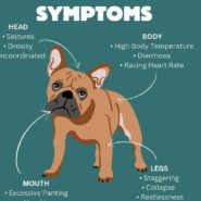 Four Paws Dorset Dog Tip for Today  – Heatstroke Symptoms!