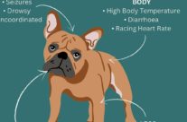 Four Paws Dorset Dog Tip for Today  – Heatstroke Symptoms!
