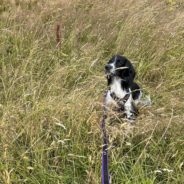 Four Paws Dorset Dog Willow out in the fields …