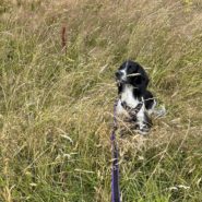 Four Paws Dorset Dog Willow out in the fields …