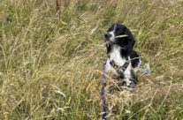 Four Paws Dorset Dog Willow out in the fields …