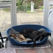 Four Paws Dogs after their Dog Walk this morning in Shaftesbury – Caring is Sharing!