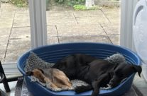 Four Paws Dogs after their Dog Walk this morning in Shaftesbury – Caring is Sharing!