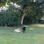 Four Paws Dorset Dog walk this morning in Shaftesbury