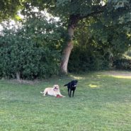 Four Paws Dorset Dog walk this morning in Shaftesbury