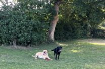 Four Paws Dorset Dog walk this morning in Shaftesbury